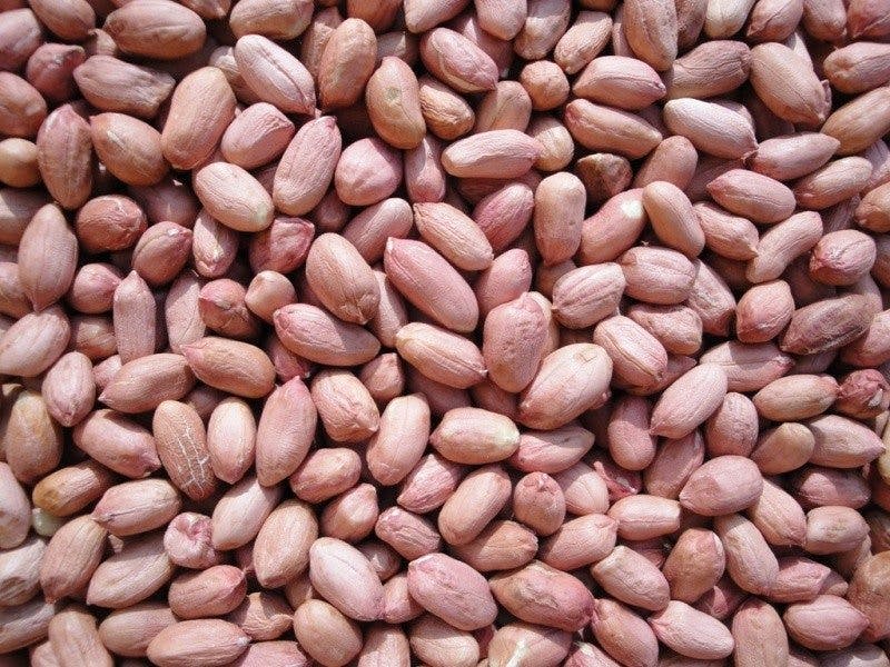 https://tradewindsblobproduction.blob.core.windows.net/tradewinds-static/product_image/1689238766-How-To-Start-Groundnut-Farming-In-Nigeria-Africa-Full.jpeg