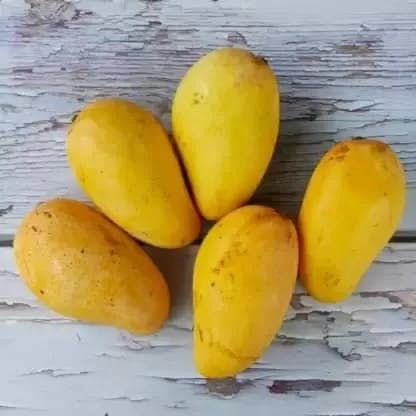 Mango 