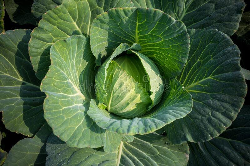 https://tradewindsblobproduction.blob.core.windows.net/tradewinds-static/product_image/1696165924-top-view-fresh-green-cabbage-headed-grow-garden-savar-dhaka-bangladesh-171527858.jpg