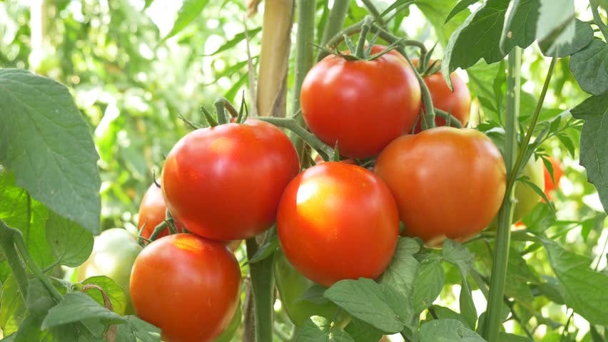 https://tradewindsblobproduction.blob.core.windows.net/tradewinds-static/product_image/1696227146-Vegetable-organic-tomato-vorpur-bangladesh.jpg