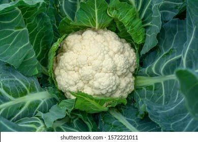 https://tradewindsblobproduction.blob.core.windows.net/tradewinds-static/product_image/1696313656-cauliflower-grows-organic-soil-garden-260nw-1572221011.webp