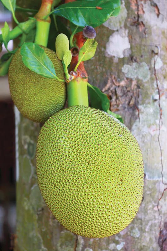 https://tradewindsblobproduction.blob.core.windows.net/tradewinds-static/product_image/1720096370-jackfruits-trunk-jackfruit-tree.webp