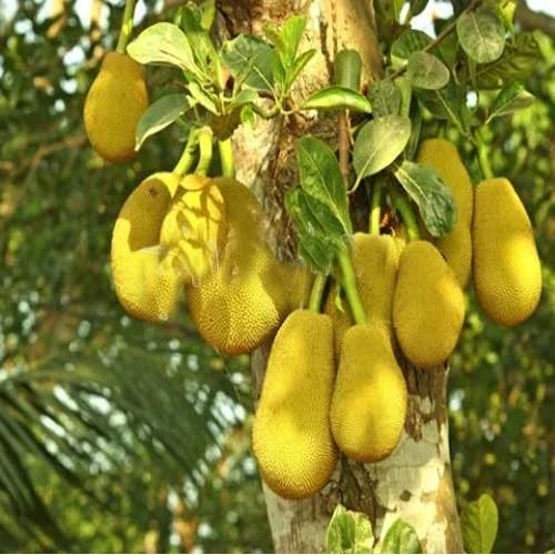 https://tradewindsblobproduction.blob.core.windows.net/tradewinds-static/product_image/1720096377-jackfruit-tree-500x500.webp