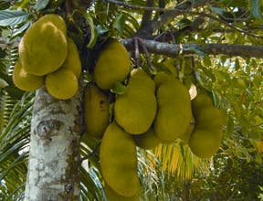 https://tradewindsblobproduction.blob.core.windows.net/tradewinds-static/product_image/1720096381-Jackfruit.jpg