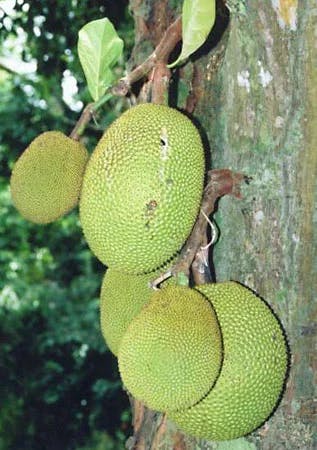 https://tradewindsblobproduction.blob.core.windows.net/tradewinds-static/product_image/1720096386-Jackfruit.webp