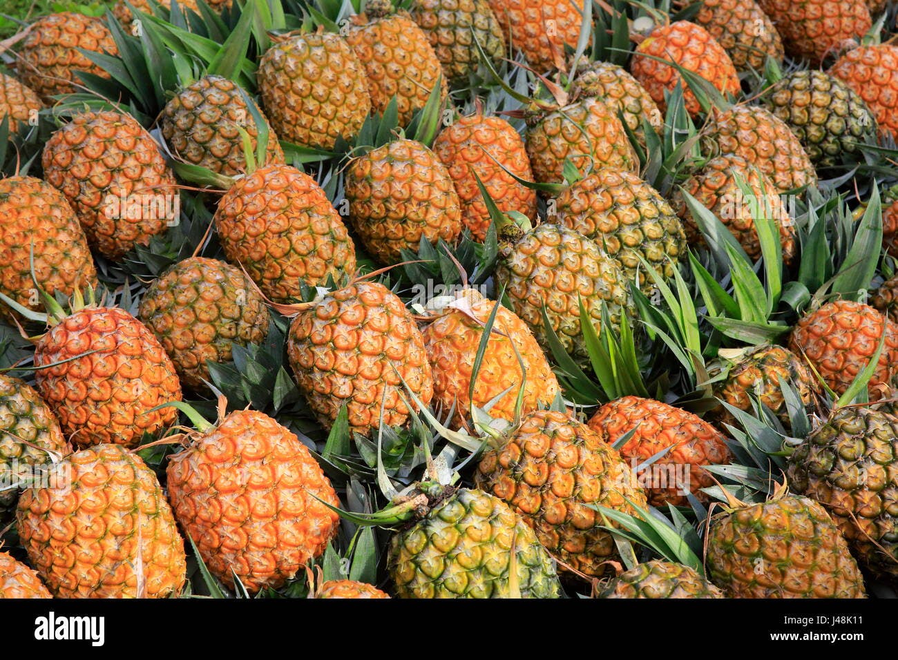 https://tradewindsblobproduction.blob.core.windows.net/tradewinds-static/product_image/1720103603-pineapple-harvesting-at-madhupur-in-tangail-bangladesh-J48K11.jpg