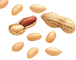 Groundnut