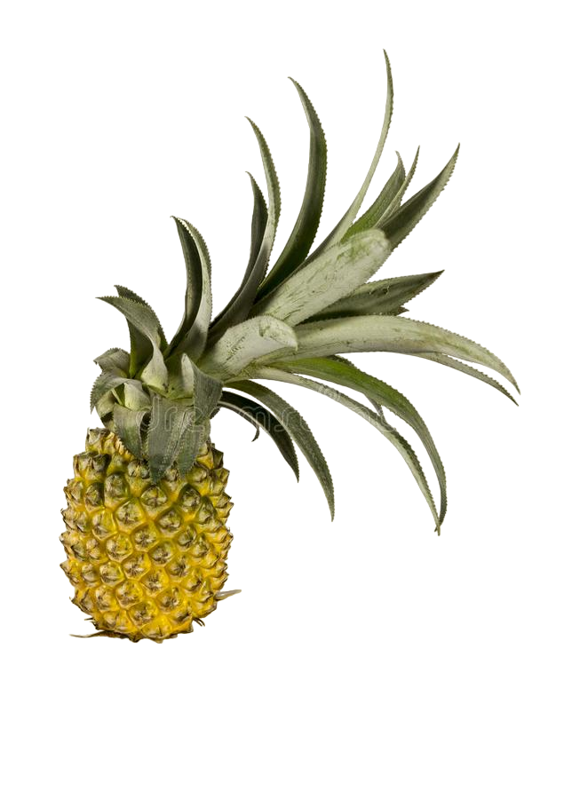 https://tradewindsblobproduction.blob.core.windows.net/tradewinds-static/product_images/1696141018-fruits-bangladesh-pinterest-see-more-ideas-roselle-plant-wikipedia-free-encyclopedia-cash-crop-antonio-garcia-pineapples-150905928.jpg